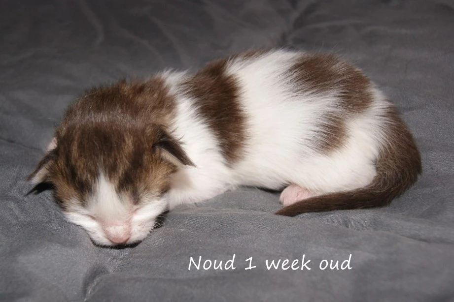 Noud